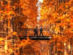 -黄海国家森林公园