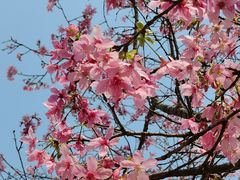 -天适樱花悠乐园