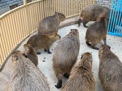 -北京野生动物园