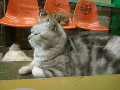 -猫咪博物馆(顶澳仔猫街店)