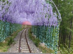 -莫尔道嘎国家森林公园