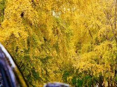 -三里屯东五街银杏大道