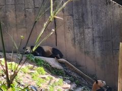 -中国大熊猫保护研究中心雅安碧峰峡基地