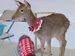 -怪兽屋·羊驼·猫咖·狗咖(俊华广场店)