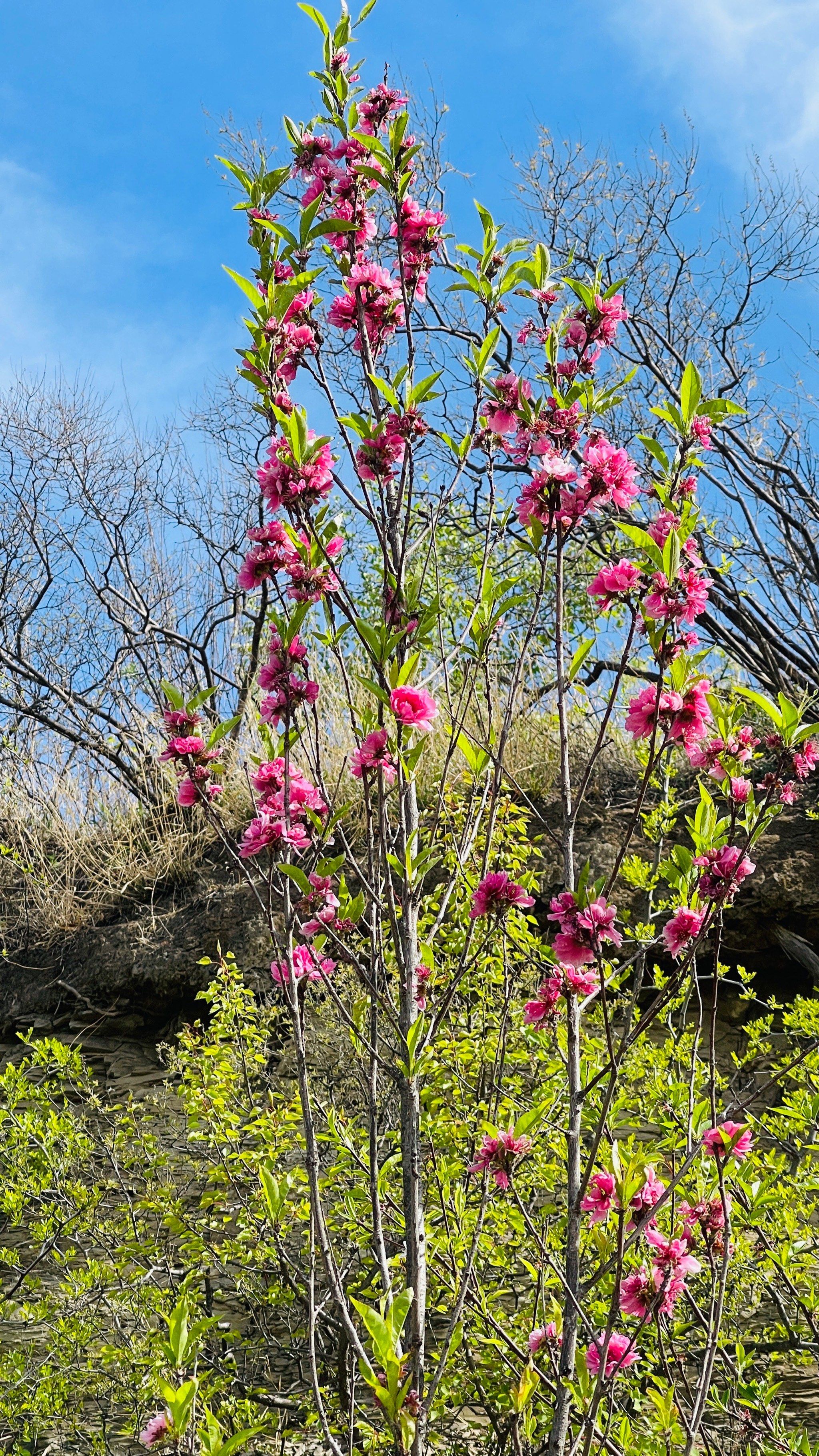 整座山就看到了这一株桃花