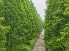 -黄海国家森林公园