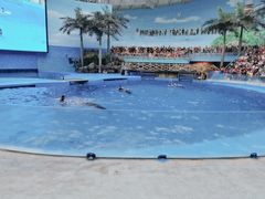 -海合安成都极地海洋公园