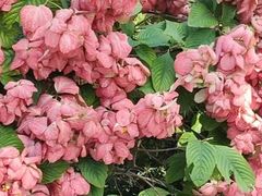 -王借岗森林公园