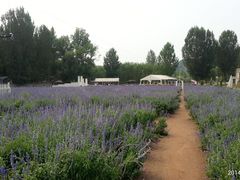 -紫海香堤香草艺术庄园