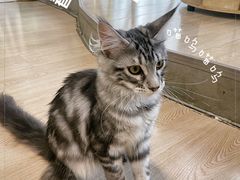 -十年猫舍·猫咪专门店(普陀店)