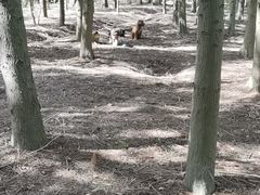 -上海海湾国家森林公园