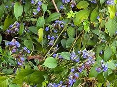 -广西壮族自治区药用植物园