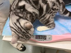 -瑞派·关忠动物医院·猫专科·犬专科(三环新城店)