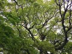 -京都御所