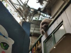 -猫咪博物馆(顶澳仔猫街店)