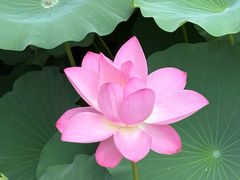 -莲池书院博物馆