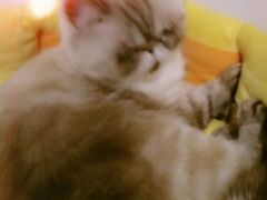 -猫色咖啡·猫咖