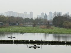 -洋湖国家湿地公园
