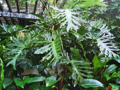 -深圳仙湖植物园