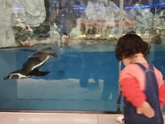 -帝企鹅自助餐厅•儿童岛•真企鹅(长隆企鹅酒店)