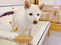 -柴源莊·柴小宠柴犬咖啡