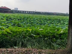 -荷塘月色湿地公园·向阳花洲