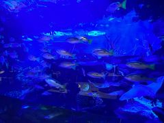 -迪拜帆船酒店海底餐厅