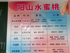 -老袁家蜜桃农场·阳山水蜜桃