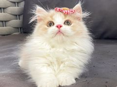 -lincat·猫舍(广州店)