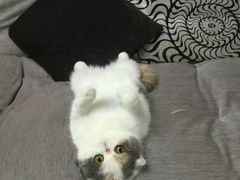 -佳怡动物医院·平价24小时·猫专科骨外科