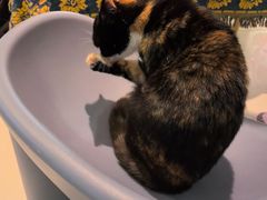 -平行世界·猫咖(首经贸店)