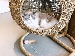 -飞行喵MR PILOT|猫舍·猫咖(静安大融城店)