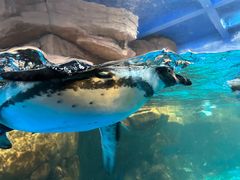 -海合安武汉极地海洋公园