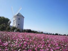 -曲江薰衣草庄园