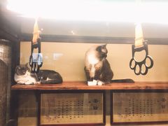 -猫咪博物馆(顶澳仔猫街店)
