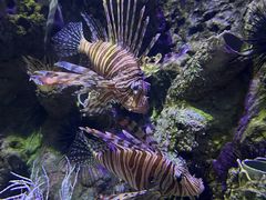 -太平洋海底世界