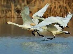 -野鸭湖国家湿地公园