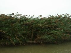 -大湾区中央湿地公园