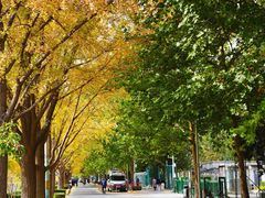 -三里屯东五街银杏大道