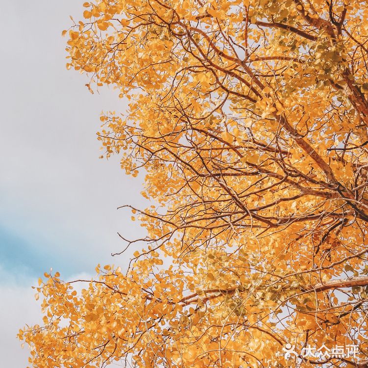 秋天必去的额济纳🍁每年国庆如期而至‼️