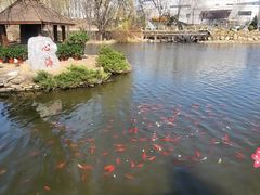 -武汉大学-樱园
