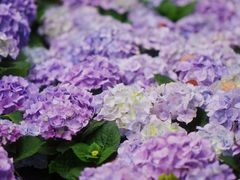 -上海鲜花港