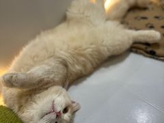 -COLOR PETS 撸猫馆·购猫·猫咖(长风大悦城店)