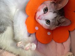 -美联众合动物医院(·中兽医·疑难杂症·严家桥分院)