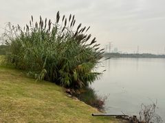 -漕湖湿地公园
