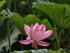 -莲池书院博物馆
