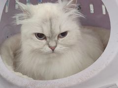 -四月宠物医院·猫专科·心脏专科·内科(转塘店)