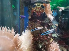 -太平洋海底世界