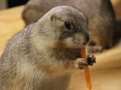 -藦茜花园宠物主题亲子互动体验馆(国顺东路店)