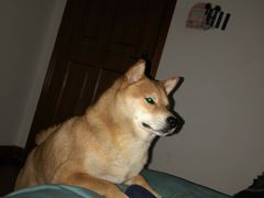 -宠福鑫康馨动物医院·骨科·眼科